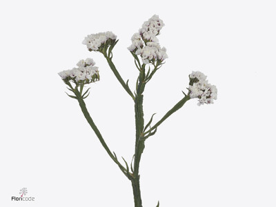 Limonium 'Sinzii White'