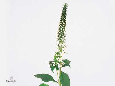 Lysimachia 'Jumbo'