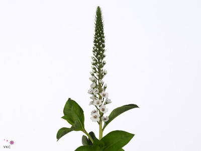 Lysimachia 'Elisabeth'