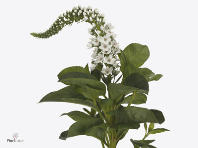 Lysimachia clethroides Mamba White