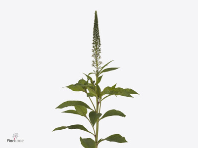 Lysimachia 'Abraham'