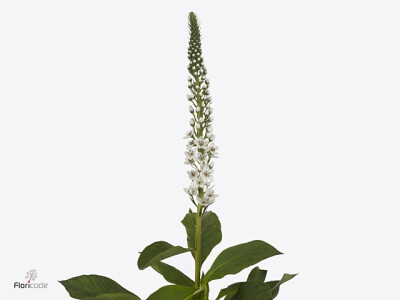 Lysimachia Moonlight