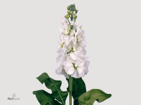 Matthiola incana 'Centum White'
