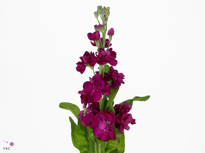 Matthiola incana Anytime Red