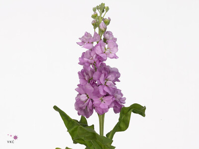 Matthiola incana 'Jordyn Deep Rose'
