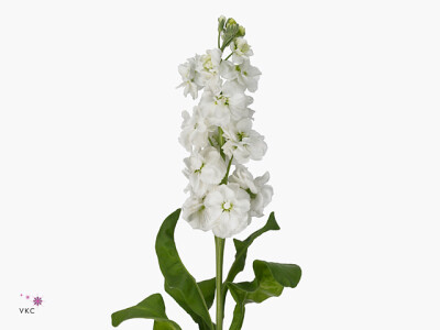 Matthiola incana Anytime White