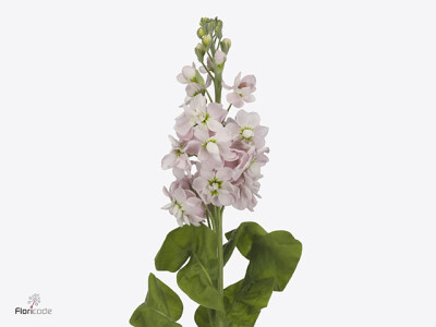 Matthiola incana Milla Light Pink