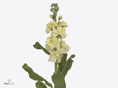 Matthiola incana StoX Yellow