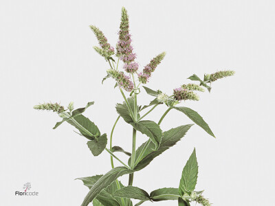 Mentha 'Silver Queen'