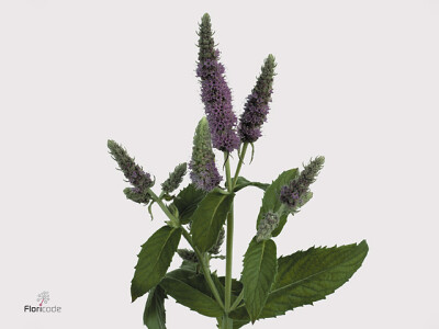 Mentha 'Jocka'