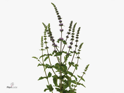 Mentha x rotundifolia 'Purple Sensation'