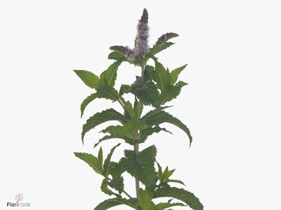 Mentha 'Tigra'