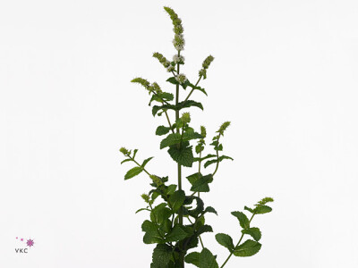 Mentha 'White Juliet'