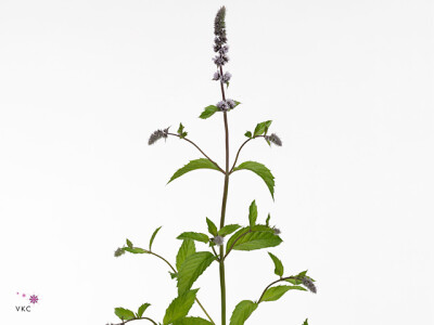 Mentha x piperita 'Fresh Sensation'