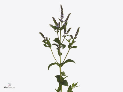 Mentha 'Dark Sensation'