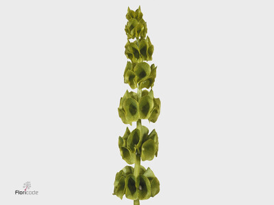 Moluccella laevis