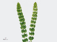 Moluccella laevis 'Esulema'