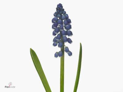 Muscari 'Joyce Spirit'