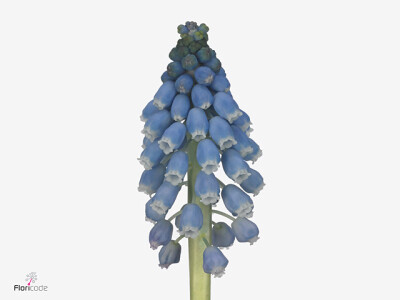 Muscari 'Carola'