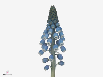 Muscari 'Alida'