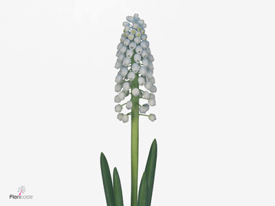 Muscari 'Manon'