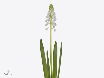 Muscari 'White Pearl'