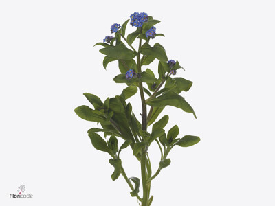 Myosotis alpestris Blue Memory