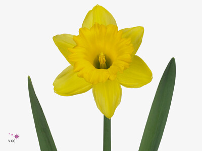 Narcissus (Trumpet Grp) 'Dutch Master'