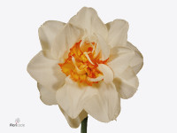 Narcissus (Double Grp) 'Flower Drift'