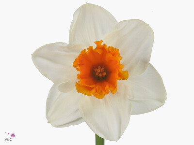 Narcissus (Large-cupped Grp) 'Johann Strauss'