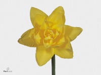 Narcissus (Double Grp) 'Golden Ducat'