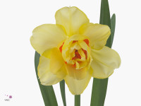 Narcissus (Double Grp) 'Tahiti'