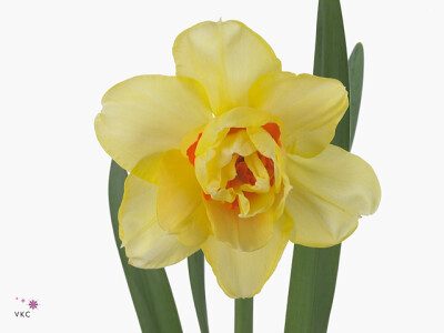 Narcissus (Double Grp) 'Tahiti'