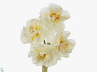 Narcissus (Double Grp) 'Sir Winston Churchill'