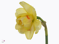 Narcissus (Double Grp) 'Tahiti'