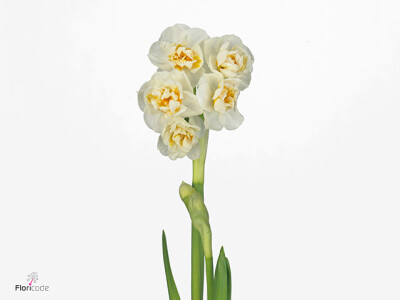 Narcissus (Double Grp) 'Bridal Crown'