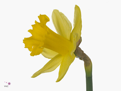 Narcissus (Trumpet Grp) 'Standard Value'