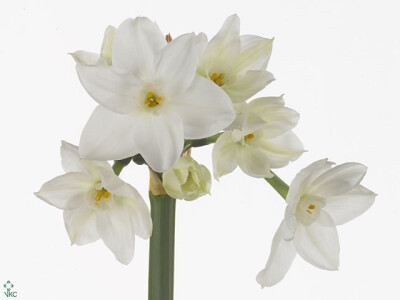 Narcissus (Tazetta Grp) 'Nir'