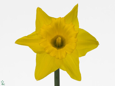 Narcissus (Large-cupped Grp) 'Dellan'