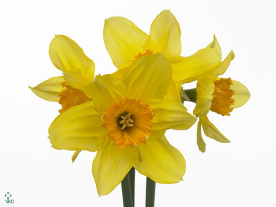 Narcissus (Large-cupped Grp) 'Juanita'