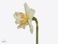 Narcissus (Double Grp) 'Sweet Paradise'