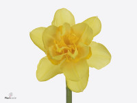 Narcissus (Double Grp) 'Queen's Day'