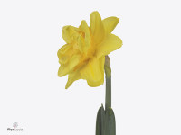 Narcissus (Double Grp) Peony Narcissus Veneto