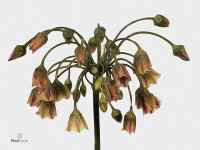 Nectaroscordum siculum subsp. bulgaricum