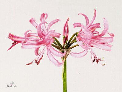 Nerine bowdenii Favourite