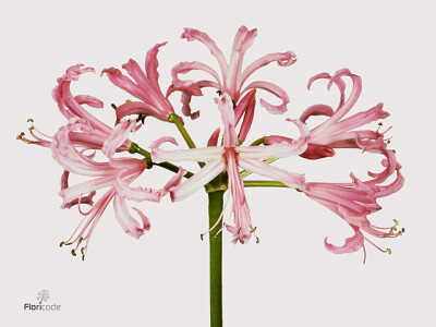 Nerine (Bowdenii Grp) 'Ras van Roon'