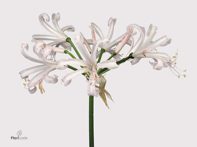 Nerine 'Albivetta'