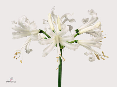 Nerine (Bowdenii Grp) 'Biancaneve'