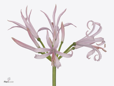 Nerine (Bowdenii Grp) 'Vesta K'