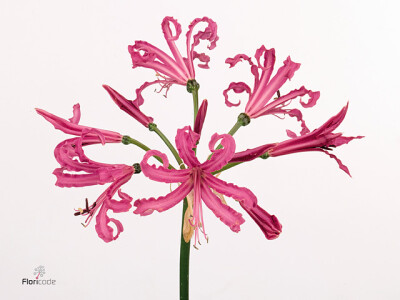 Nerine (Bowdenii Grp) 'Isabel'